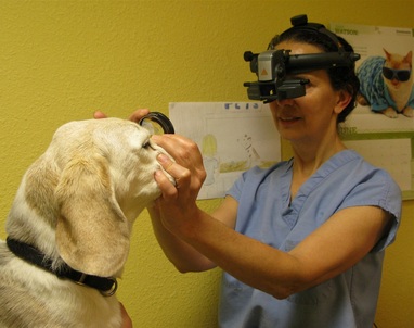 Services - The Animal Eye Doctor
